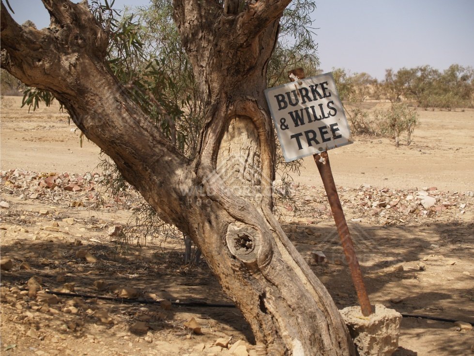 Burke and Wills tree sign beside a gnarled trunk. Birdsville Region, Australia.