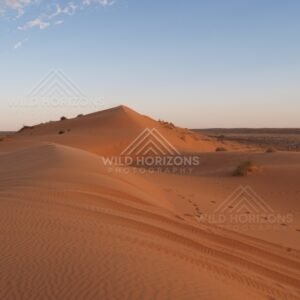 Red sand dune with vehicle tracks and wind ripples. Simpson Desert, Australia.