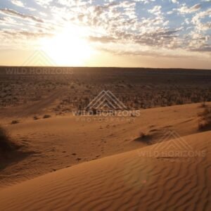 Low sun over dunes casting long shadows. Simpson Desert, Australia.
