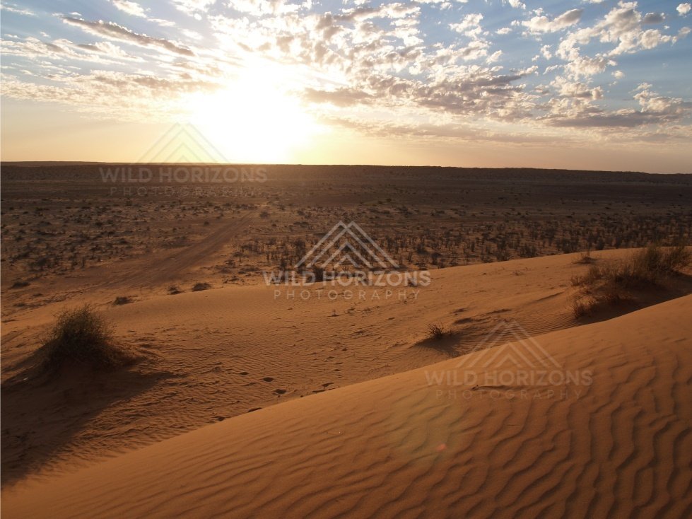 Low sun over dunes casting long shadows. Simpson Desert, Australia.