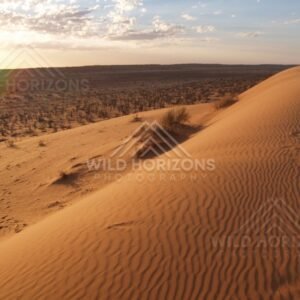 Steep dune slope with fine rippled sand textures. Simpson Desert, Australia.