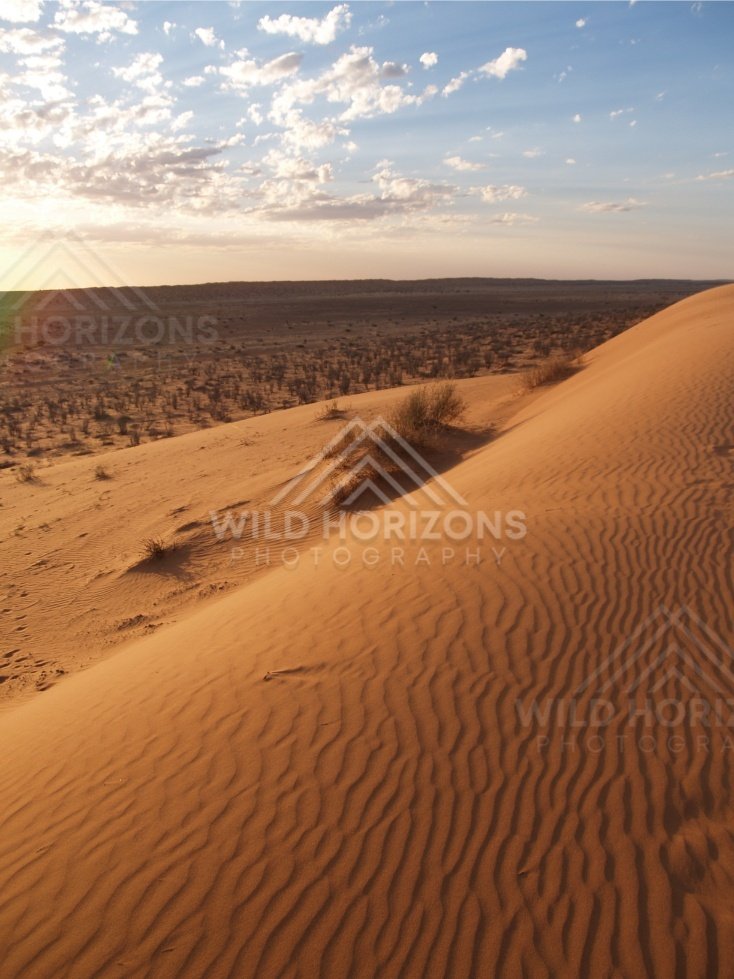 Steep dune slope with fine rippled sand textures. Simpson Desert, Australia.