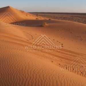 Wind ripples and footprints across a red sand slope. Simpson Desert, Australia.