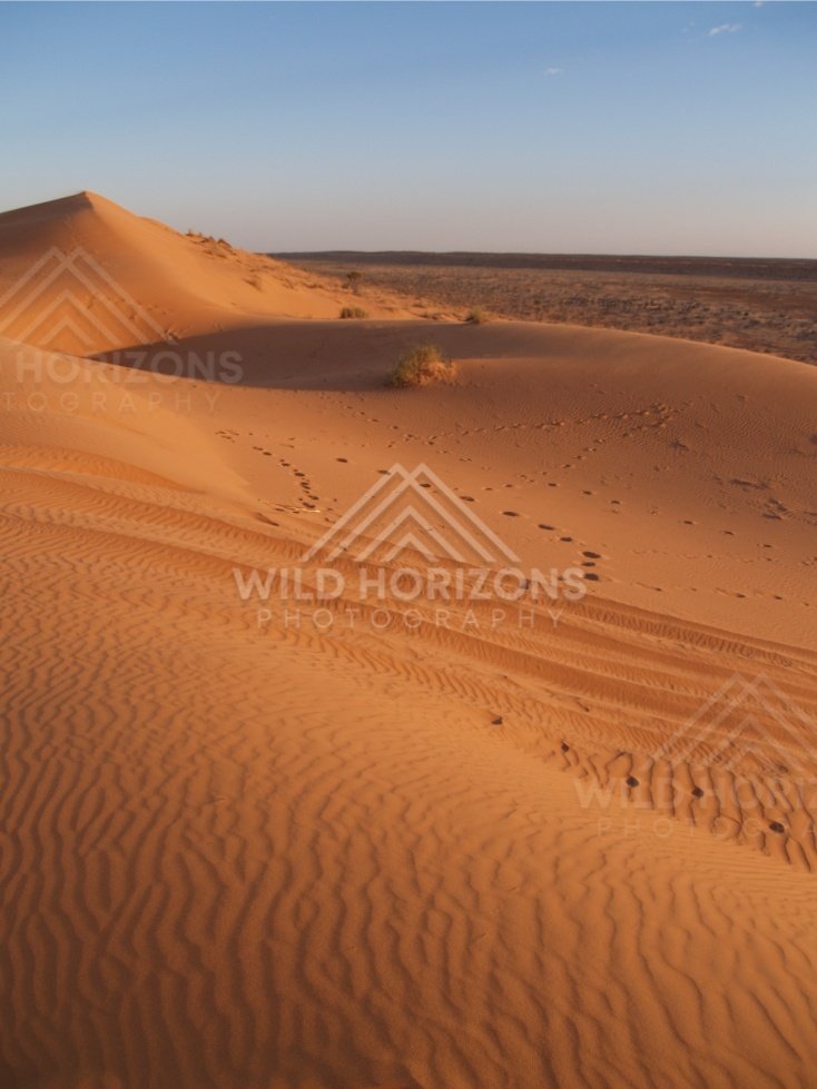 Wind ripples and footprints across a red sand slope. Simpson Desert, Australia.