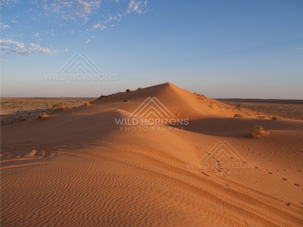 Sunlit dune peak rising from the desert plain. Simpson Desert, Australia.