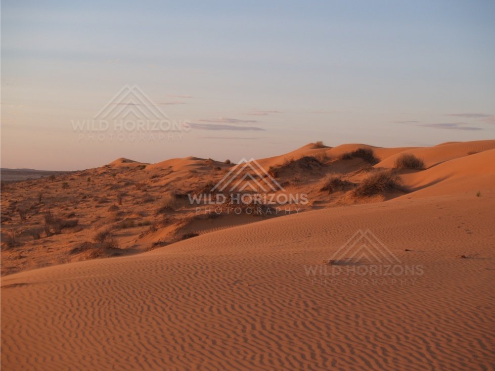 Layered dunes and scattered shrubs beneath a soft sky. Simpson Desert, Australia.