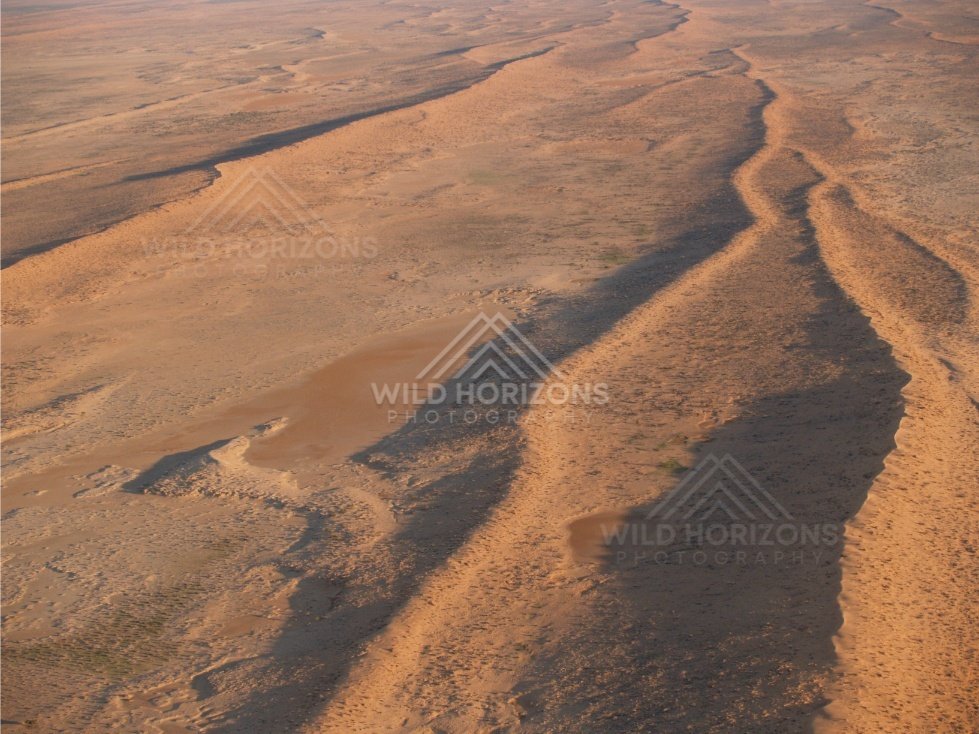 Parallel dune forms with winding track. Simpson Desert, Australia.