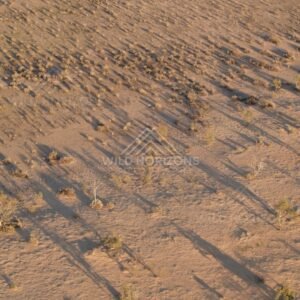 Scattered shrubs casting long shadows. Simpson Desert, Australia.