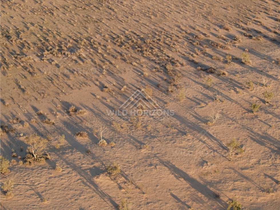 Scattered shrubs casting long shadows. Simpson Desert, Australia.