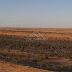 Low woodland across red plains. Simpson Desert, Australia.
