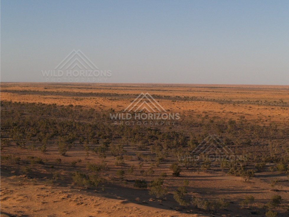 Low woodland across red plains. Simpson Desert, Australia.