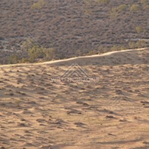 Wind-formed patterns on a low ridge. Simpson Desert, Australia.