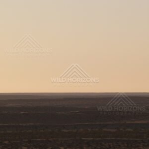 Dark horizon beneath pale evening sky. Simpson Desert, Australia.