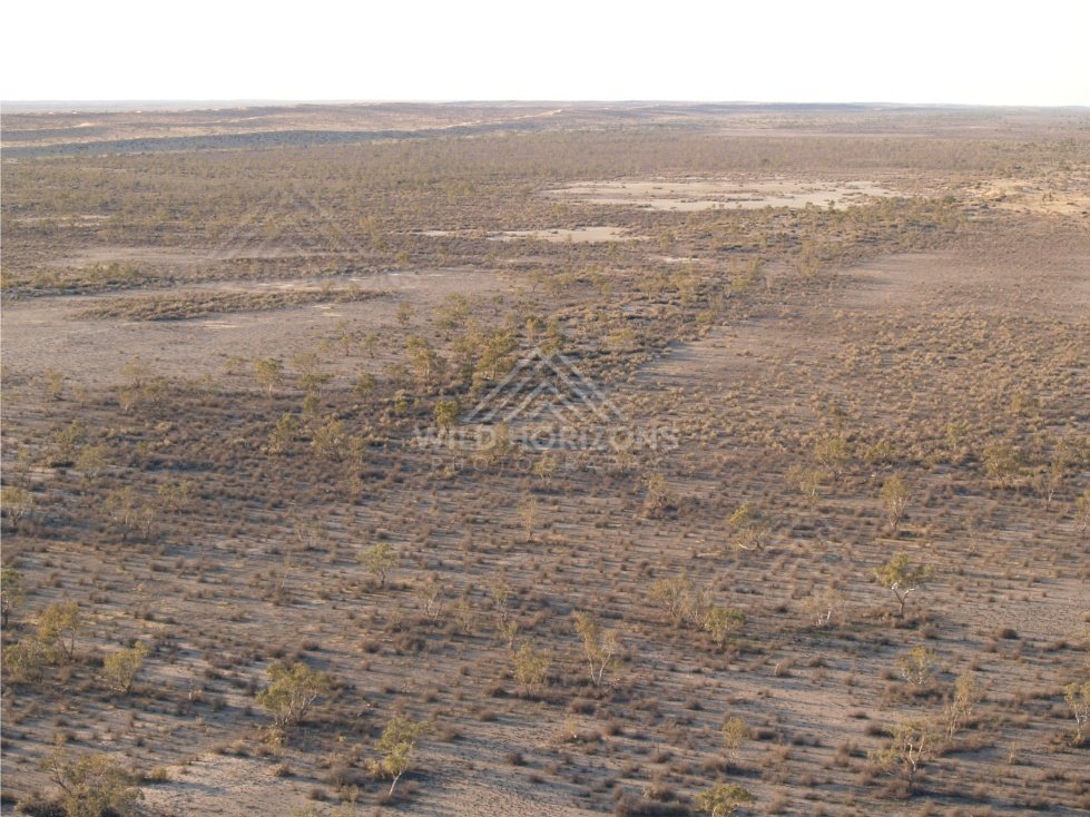Aerial view across scattered desert shrubs and faint tracks. Simpson Desert, Australia.