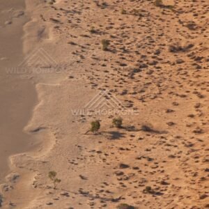 Wind-rippled dune flank with shrubs. Simpson Desert, Australia.