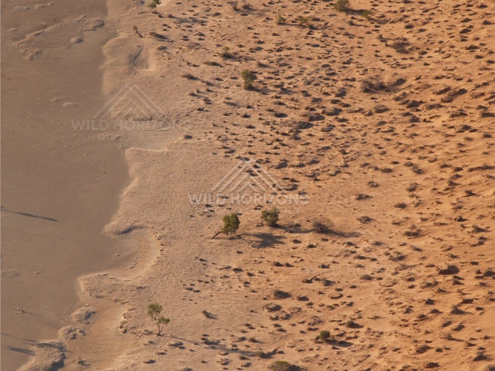 Wind-rippled dune flank with shrubs. Simpson Desert, Australia.