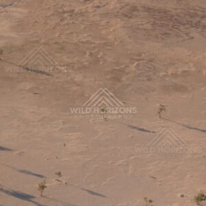 Flat sandy interdune area with trees. Simpson Desert, Australia.