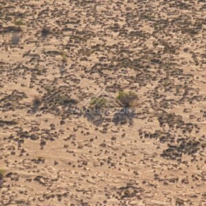 Downward view of shrub-dotted sand. Simpson Desert, Australia.