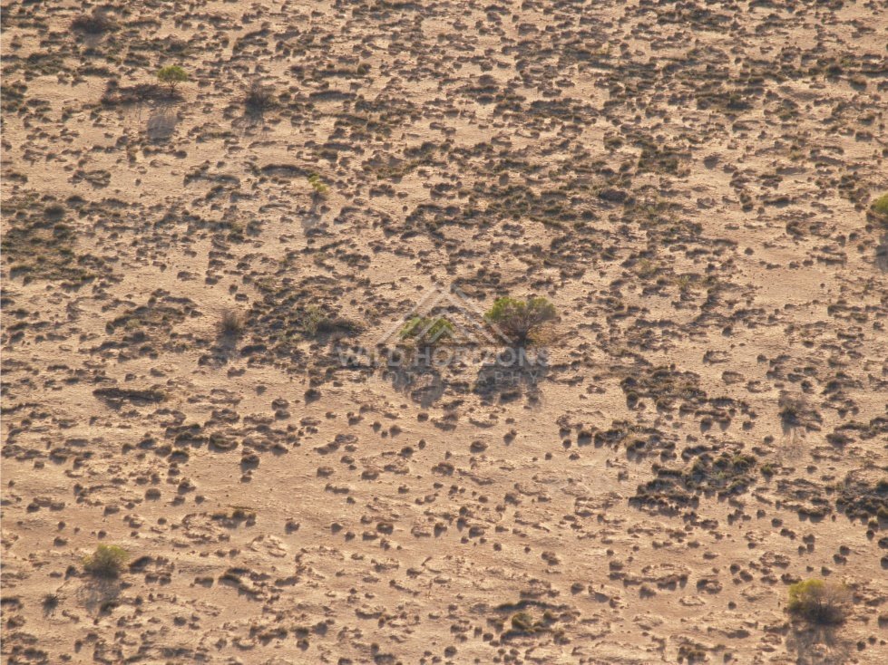 Downward view of shrub-dotted sand. Simpson Desert, Australia.