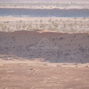 Multiple dune lines with scattered trees. Simpson Desert, Australia.