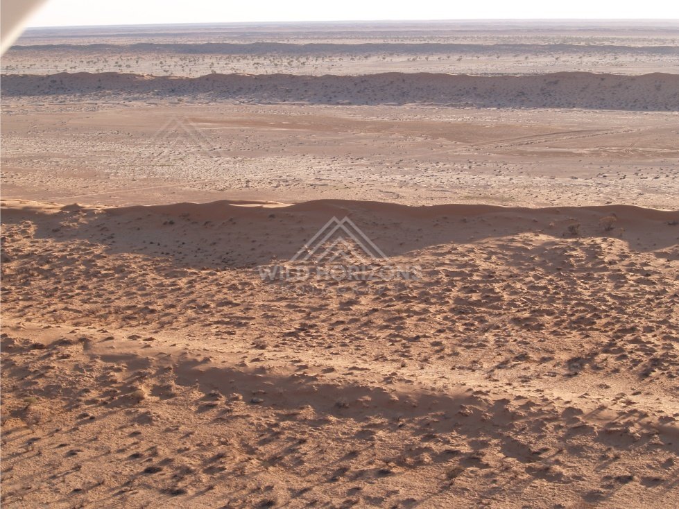 Aerial view across Simpson Desert dunes with long shadows. Simpson Desert, Australia.