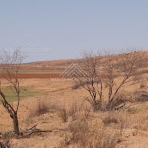 Dry country outside Birdsville with distant dunes. Simpson Desert, Australia.