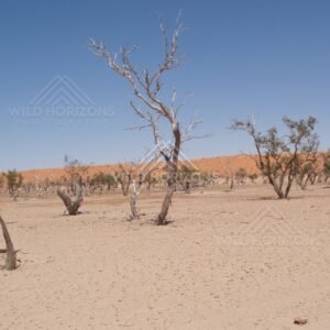 Sandy plain with bleached dead trees. Simpson Desert, Australia.