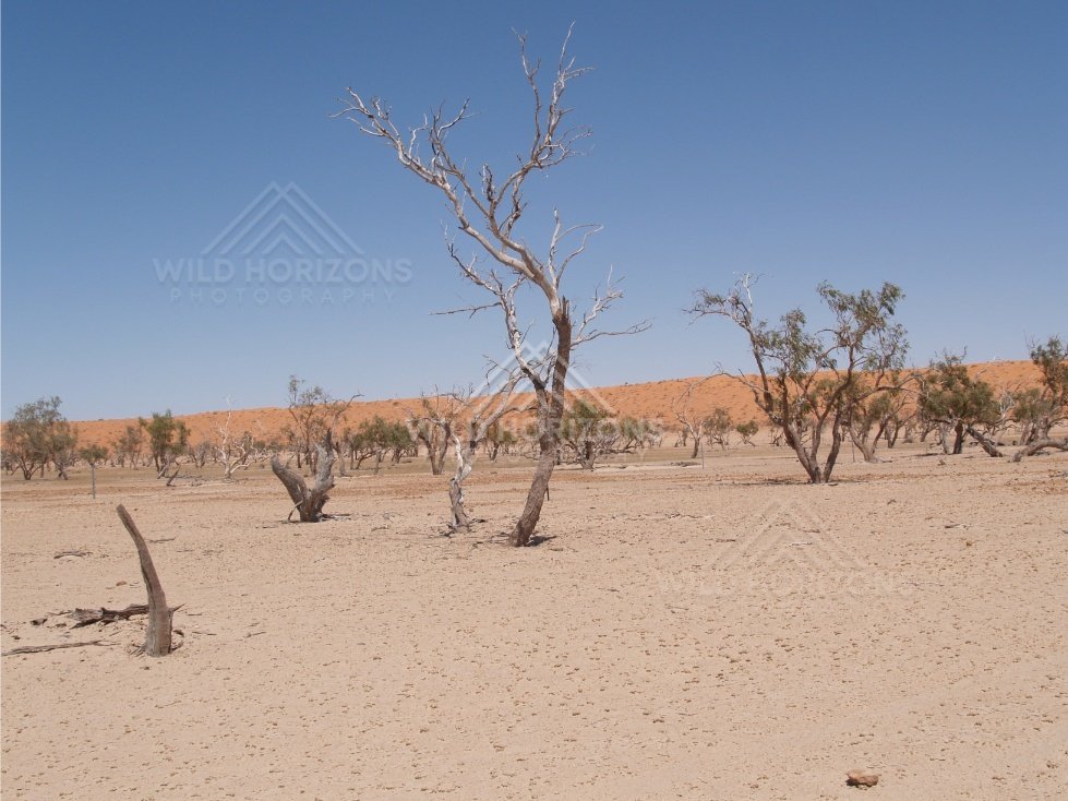 Sandy plain with bleached dead trees. Simpson Desert, Australia.