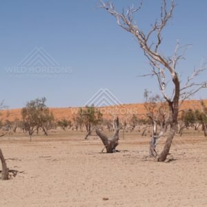 Twisted trees before a bright dune ridge. Simpson Desert, Australia.