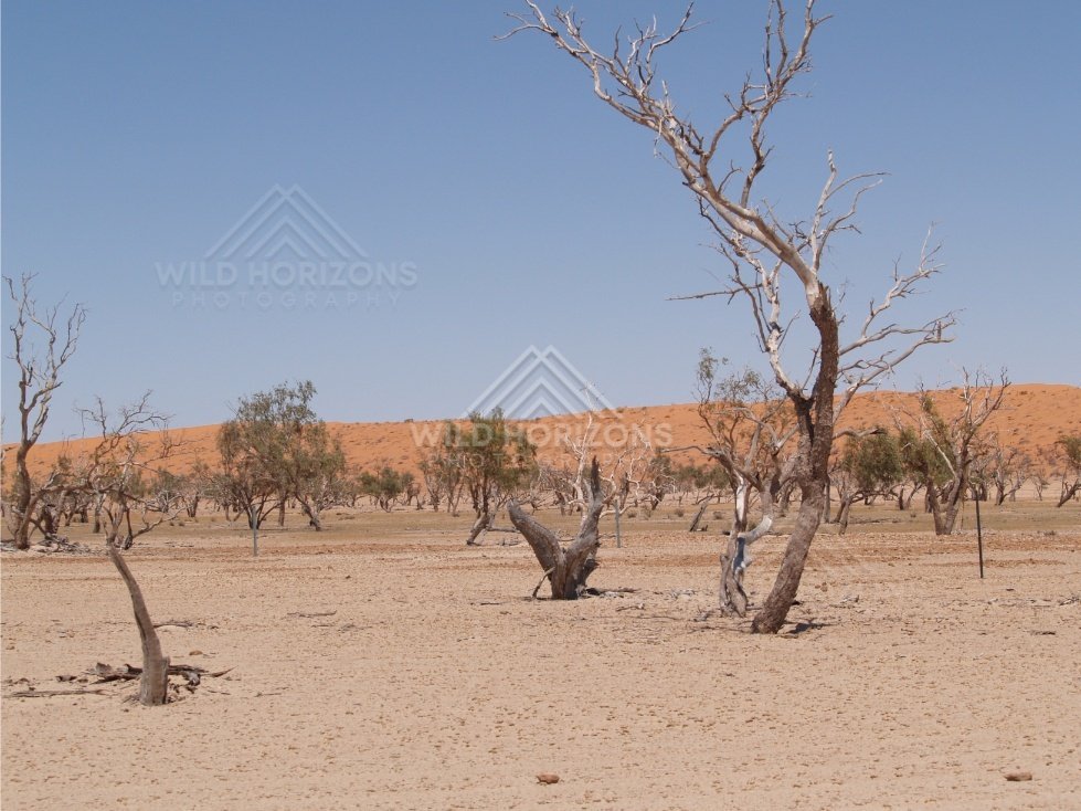 Twisted trees before a bright dune ridge. Simpson Desert, Australia.