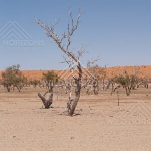 Bare trunks in pale sand with distant dunes. Simpson Desert, Australia.