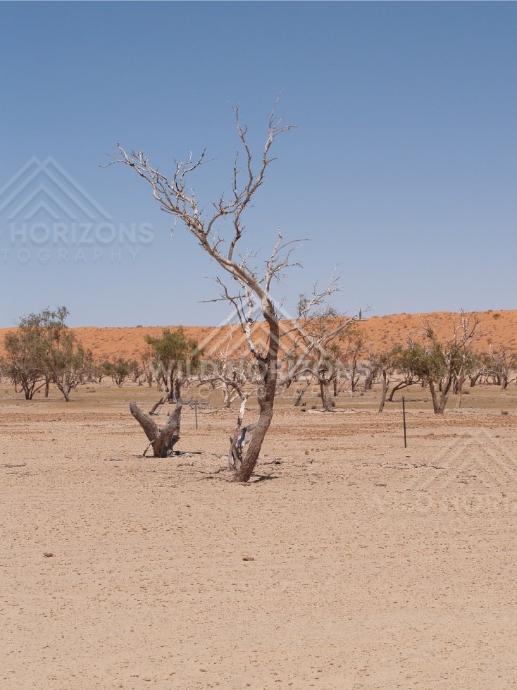 Bare trunks in pale sand with distant dunes. Simpson Desert, Australia.