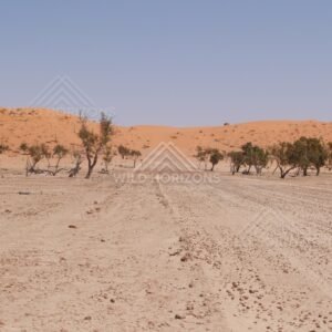 Vehicle tracks across a sandy flat. Simpson Desert, Australia.