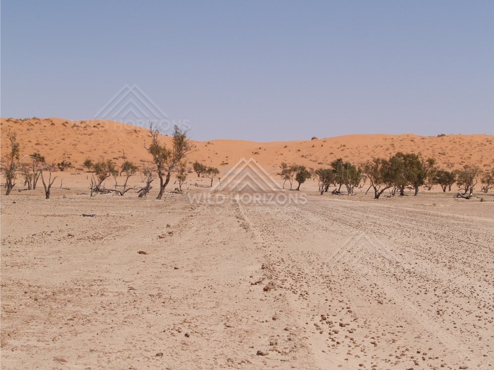 Vehicle tracks across a sandy flat. Simpson Desert, Australia.