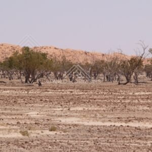 Line of desert trees before dunes. Simpson Desert, Australia.