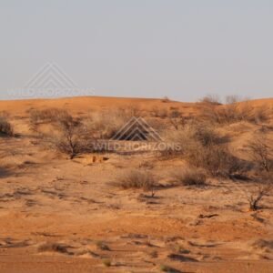 Rolling sand country with small bushes. Simpson Desert, Australia.