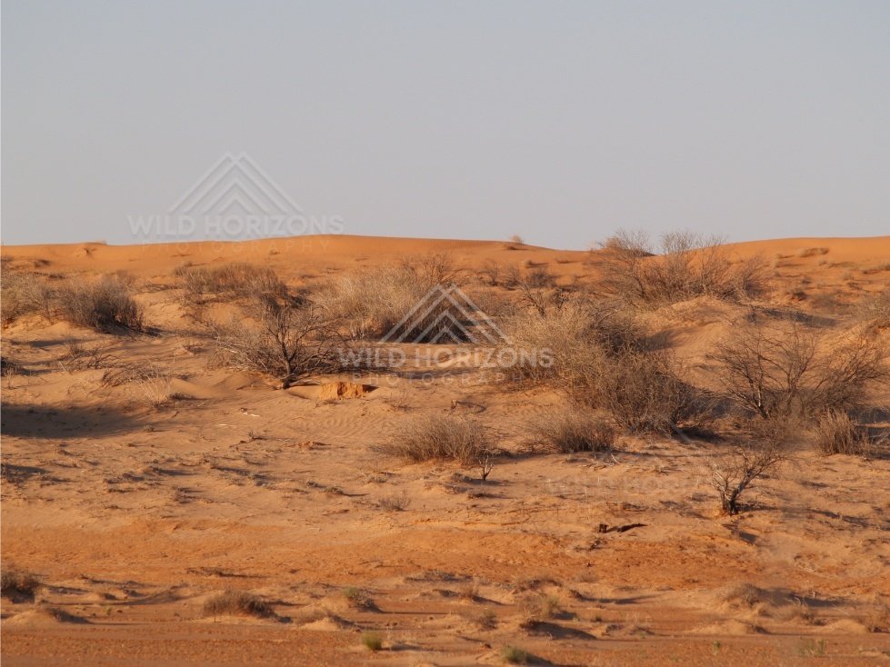 Rolling sand country with small bushes. Simpson Desert, Australia.