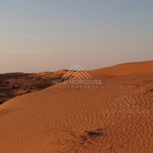Evening light on a rippled dune face. Simpson Desert, Australia.