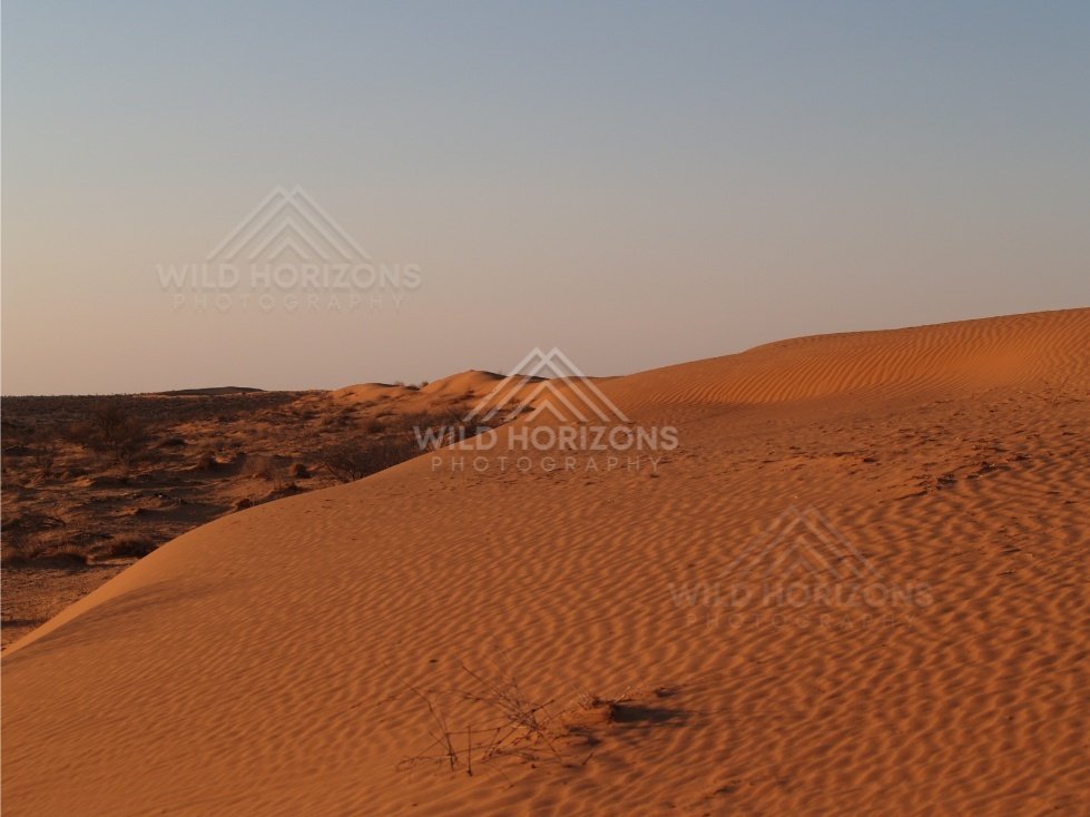 Evening light on a rippled dune face. Simpson Desert, Australia.