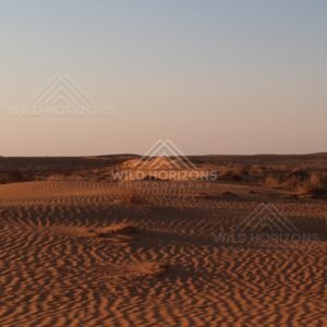 Rippling sand dune at sunset. Simpson Desert, Australia.