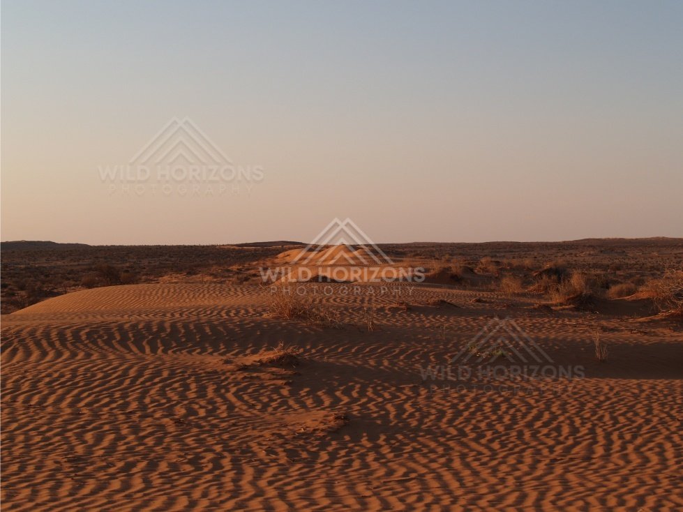 Rippling sand dune at sunset. Simpson Desert, Australia.