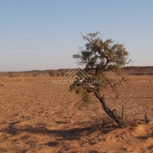 Leaning desert tree on open sand. Simpson Desert, Australia.
