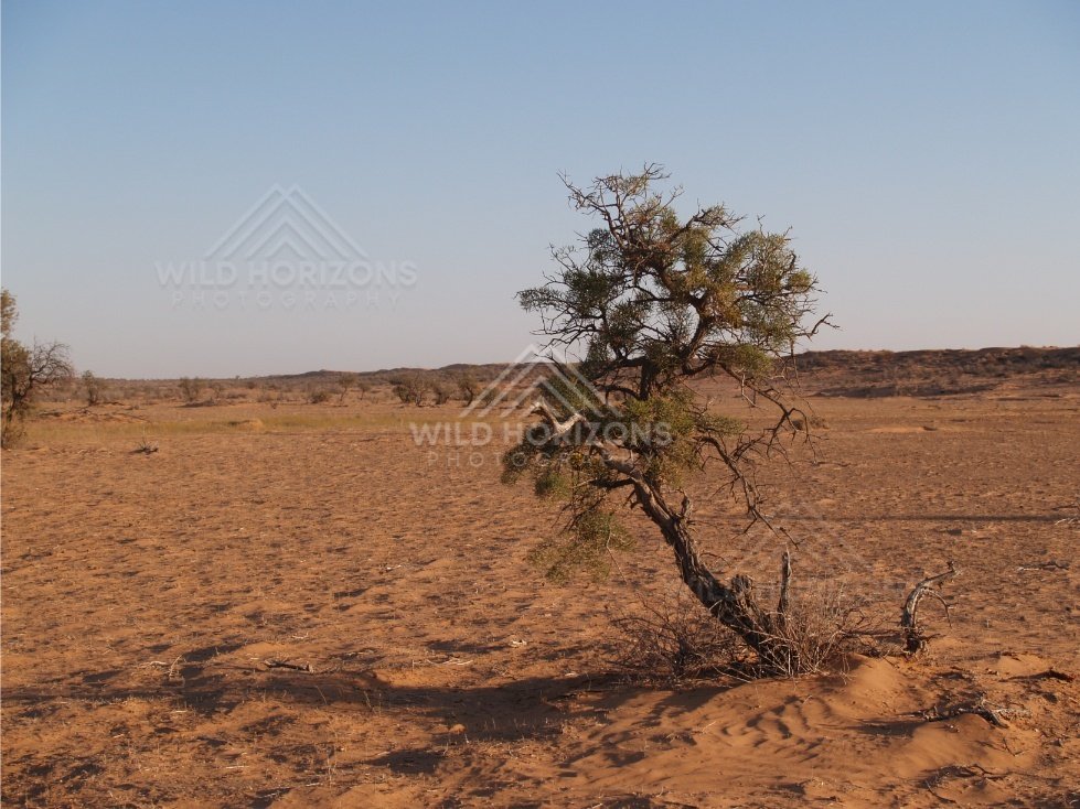 Leaning desert tree on open sand. Simpson Desert, Australia.