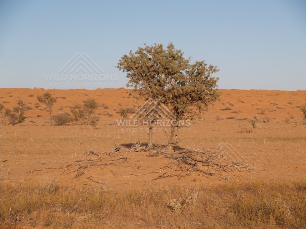 Hardy tree with exposed roots on dune apron. Simpson Desert, Australia.
