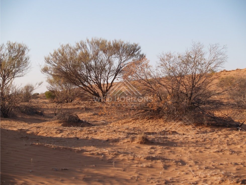 Cluster of trees on dune edge. Simpson Desert, Australia.
