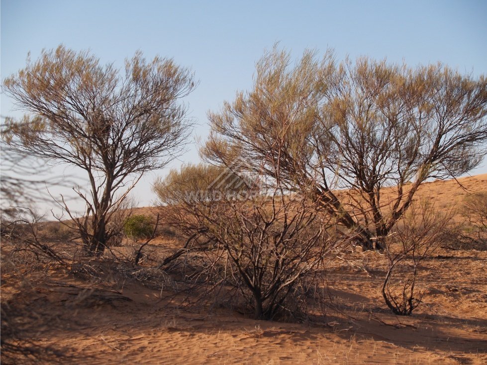Desert scene with shrubs on red sand. Simpson Desert, Australia.