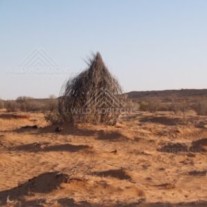 Bundle of dry vegetation on open sand. Simpson Desert, Australia.
