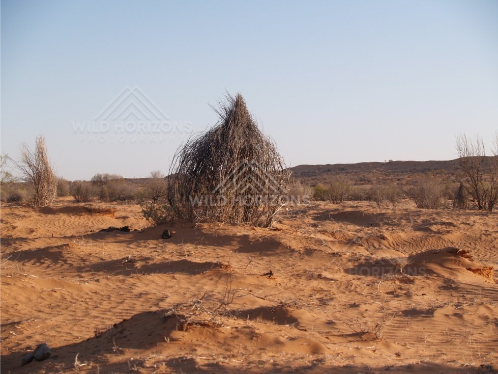 Bundle of dry vegetation on open sand. Simpson Desert, Australia.