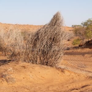 Dry brush clump on dune surface. Simpson Desert, Australia.