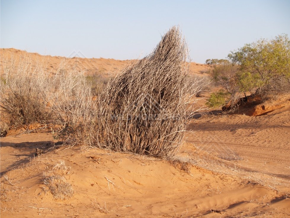 Dry brush clump on dune surface. Simpson Desert, Australia.